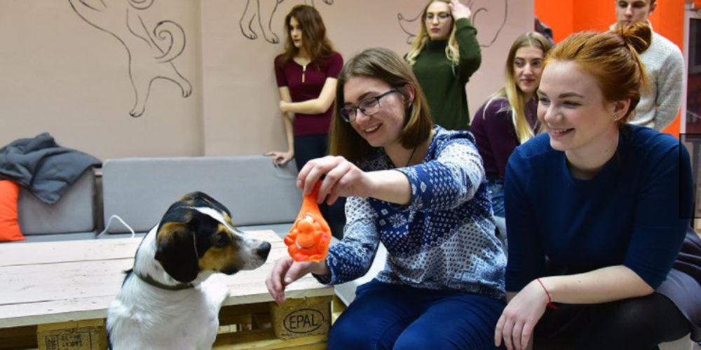 In Novosibirsk, the first ‘dog cafe’ in Russia opened